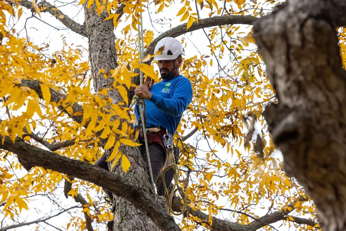Skilled Tree Trimming crew working in Williston